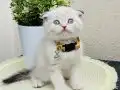 Scottish Fold Yavrular