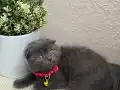 Scottish Fold Yavrular
