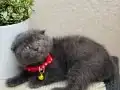 Scottish Fold Yavrular