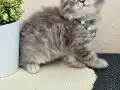 British Longhair Silver tabby yavrular 