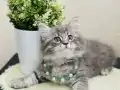 British Longhair Silver tabby yavrular 