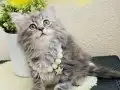 British Longhair Silver tabby yavrular 