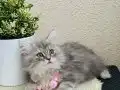 British Longhair Silver tabby yavrular 