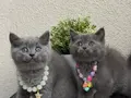 Safkan British Shorthair Yavrular 