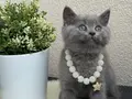 Safkan British Shorthair Yavrular 