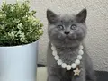 Safkan British Shorthair Yavrular 