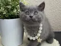 Safkan British Shorthair Yavrular 