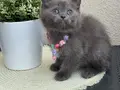Safkan British Shorthair Yavrular 