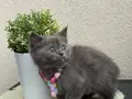 Safkan British Shorthair Yavrular 