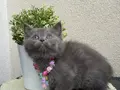 Safkan British Shorthair Yavrular 