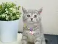 British Shorthair Silver Tabby