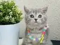 British Shorthair Silver Tabby