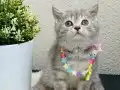 British Shorthair Silver Tabby