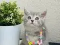 British Shorthair Silver Tabby