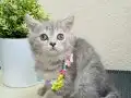 British Shorthair Silver Tabby