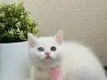 British Shorthair odd eyes 