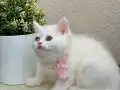 British Shorthair odd eyes 
