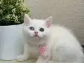 British Shorthair odd eyes 