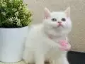 British Shorthair odd eyes 