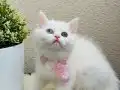 British Shorthair odd eyes 