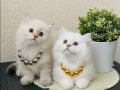 Pofuduk British Longhair Lynx Point Yavrular 