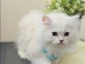 Pofuduk British Longhair Lynx Point Yavrular 