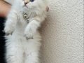 Pofuduk British Longhair Lynx Point Yavrular 