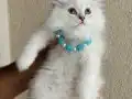 Pofuduk British Longhair Lynx Point Yavrular 
