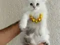 Pofuduk British Longhair Lynx Point Yavrular 