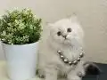 Pofuduk British Longhair Lynx Point Yavrular 
