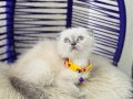 Scottish Fold Bluepoint Yavrular 