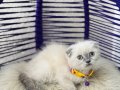 Scottish Fold Bluepoint Yavrular 