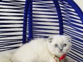 Scottish Fold Bluepoint Yavrular 