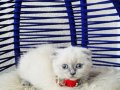 Scottish Fold Bluepoint Yavrular 