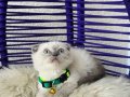 Scottish Fold Bluepoint Yavrular 