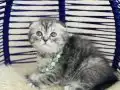 Scottish Fold Silver Tabby Yavrular 