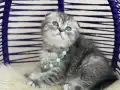 Scottish Fold Silver Tabby Yavrular 