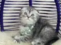 Scottish Fold Silver Tabby Yavrular 