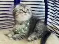Scottish Fold Silver Tabby Yavrular 