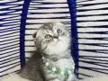 Scottish Fold Silver Tabby Yavrular 