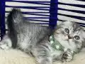 Scottish Fold Silver Tabby Yavrular 