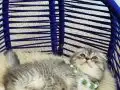 Scottish Fold Silver Tabby Yavrular 