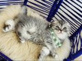 Scottish Fold Silver Tabby Yavrular 