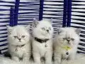 Exotic Shorthair Dişi Erkek Yavrular 