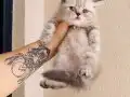 Exotic Shorthair Dişi Erkek Yavrular 
