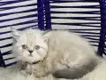 Exotic Shorthair Dişi Erkek Yavrular 