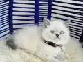 Exotic Shorthair Dişi Erkek Yavrular 