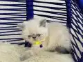Exotic Shorthair Dişi Erkek Yavrular 