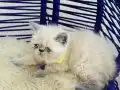 Exotic Shorthair Dişi Erkek Yavrular 