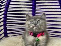 British Shorthair Dişi Erkek Yavrular
